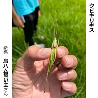 クビキリギス