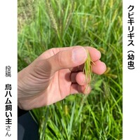 クビキリギスの幼虫