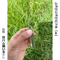 ショウリョウバッタのメス