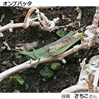 オンブバッタ