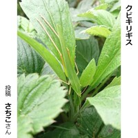 クビキリギス