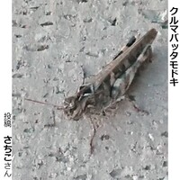 クルマバッタモドキ