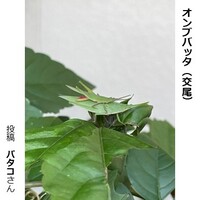 オンブバッタの交尾