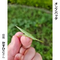 オンブバッタ