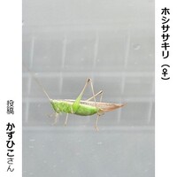 ホシササキリのメス