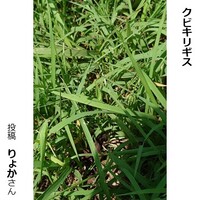 クビキリギス