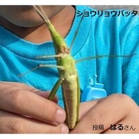 ショウリョウバッタ