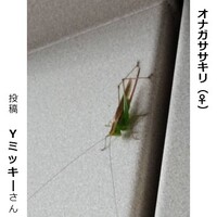 オナガササキリのメス
