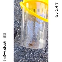 ヒナバッタ