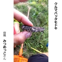 クルマバッタモドキ