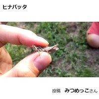 ヒナバッタ