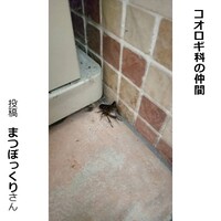 コオロギ科の仲間