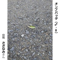 オンブバッタのオスとメス