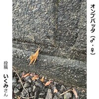 オンブバッタのオスとメス