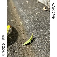 オンブバッタ