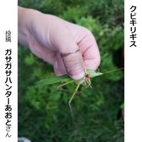 クビキリギス