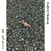 クルマバッタモドキ