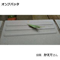オンブバッタ