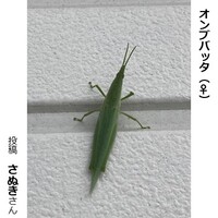 オンブバッタのメス