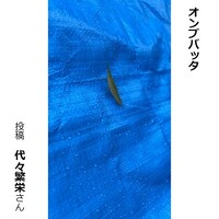 オンブバッタ
