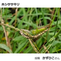 ホシササキリ