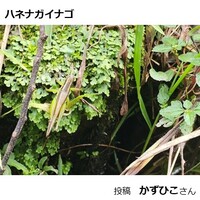 ハネナガイナゴ