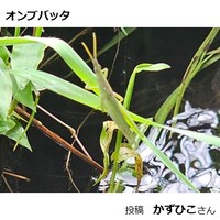 オンブバッタ
