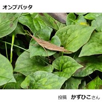 オンブバッタ