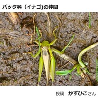 バッタ科（イナゴ）の仲間