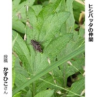 ヒシバッタの仲間