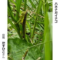 ハネナガイナゴ