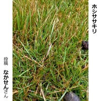 ホシササキリ