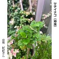 ツチイナゴの幼虫
