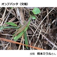 オンブバッタの交尾