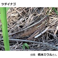 ツチイナゴ