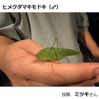 ヒメクダマキモドキのメス