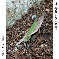 オンブバッタの交尾