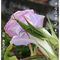 オンブバッタのオスとメス