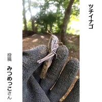 ツチイナゴ
