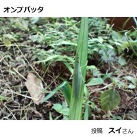 オンブバッタ