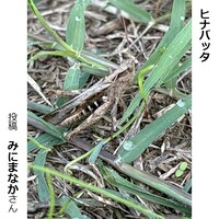 ヒナバッタ