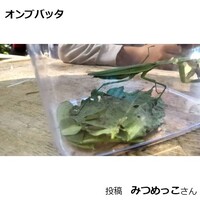 オンブバッタ