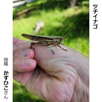 ツチイナゴ