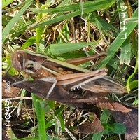 ツチイナゴ