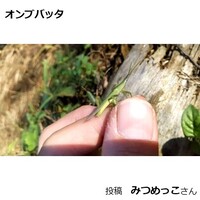 オンブバッタ