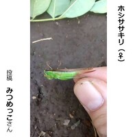 ホシササキリのメス