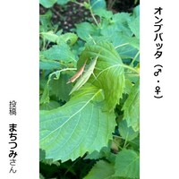 オンブバッタのオスとメス