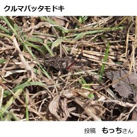 クルマバッタモドキ