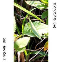 オンブバッタのメス
