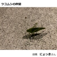 ツユムシの仲間